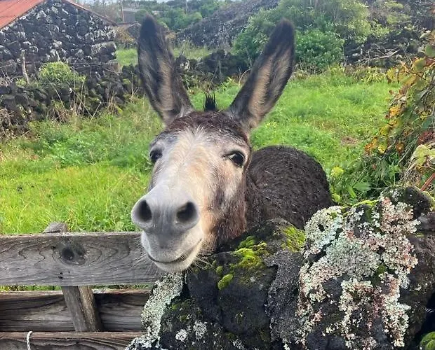 Casinha Kevin São Roque do Pico